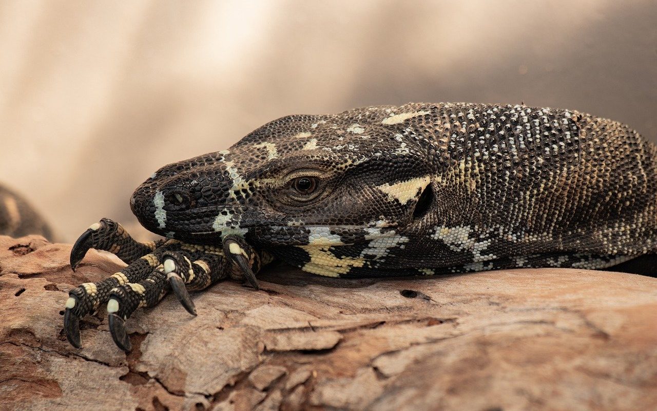 assurez la santé et le bien-être de vos reptiles avec notre assurance spécialisée. protégez vos compagnons à écailles des frais vétérinaires imprévus et offrez-leur les meilleurs soins possibles.