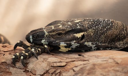 assurez la santé et le bien-être de vos reptiles avec notre assurance spécialisée. protégez vos compagnons à écailles des frais vétérinaires imprévus et offrez-leur les meilleurs soins possibles.