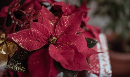 découvrez des idées de décoration de noël rustique qui apporteront chaleur et charme à votre intérieur. des inspirations naturelles, des matériaux en bois et des touches de vintage pour un noël authentique et convivial.