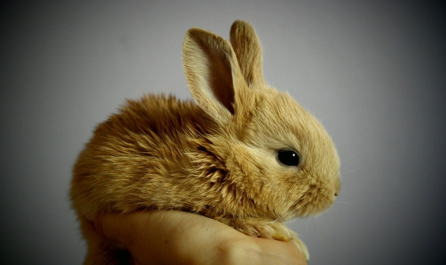 Quelle assurance santé pour mon lapin nain : tout ce qu’il faut savoir