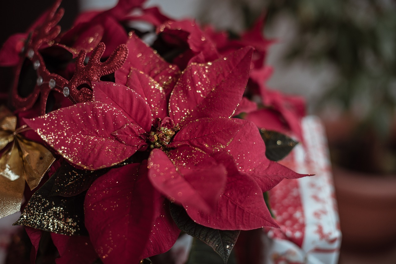 découvrez les erreurs courantes à éviter lors de la décoration de noël pour garantir une ambiance festive et harmonieuse. apprenez comment choisir les bonnes couleurs, dispositions et accessoires pour un décor mémorable.