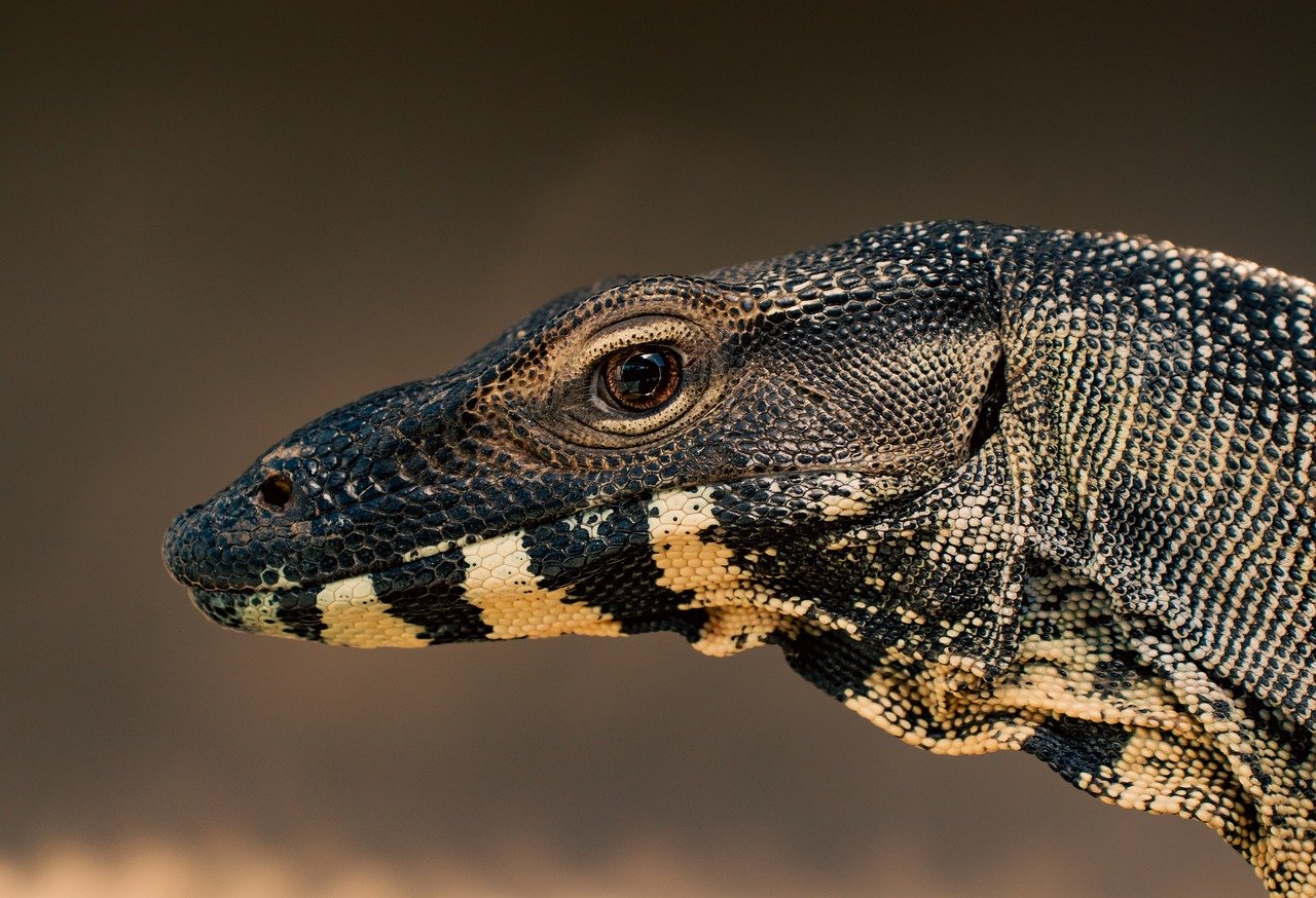 assurez votre reptile avec notre couverture spécialisée. protégez votre compagnon écailleux contre les imprévus de la vie, garantissant des soins vétérinaires de qualité et une tranquillité d'esprit pour les propriétaires d'animaux exotiques.